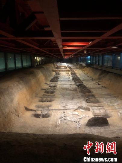 景区的车马阵展厅展示了四十座气势恢宏的车马坑 梁婷 摄