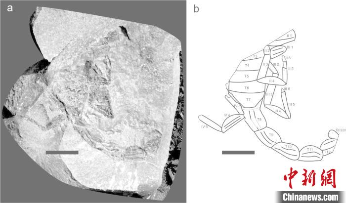 部分前腹部、后腹部及步足(负面)。南古所 供图 部分前腹部、后腹部及步足(负面)。南古所 供图