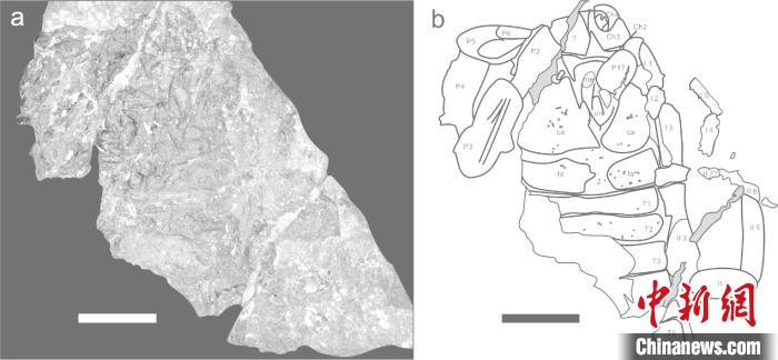 头胸部及部分前腹部(正面)。南古所 供图 头胸部及部分前腹部(正面)。南古所 供图