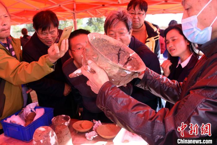 考古专家学者聚焦裴李岗遗址出土的代表性遗存乳丁纹陶鼎。　孙自法 摄