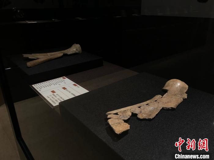 重庆首次集中展示一批商代甲骨