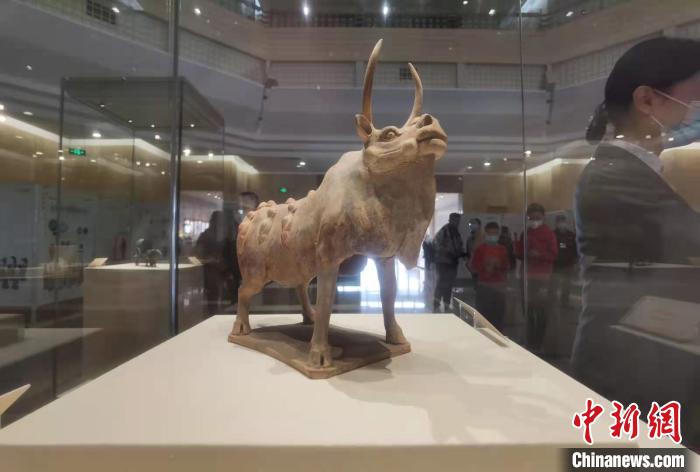 北齐时期的红陶牛“昂首”亮相 胡健 摄