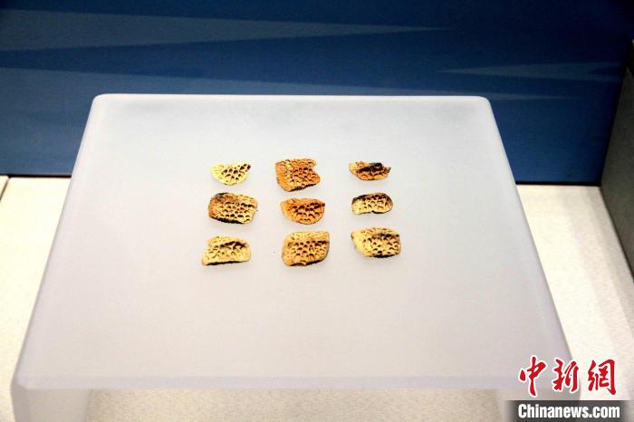 6月10日，山东博物馆内，展出滕州岗上遗址发掘出的鳄鱼骨板。　孙婷婷 摄