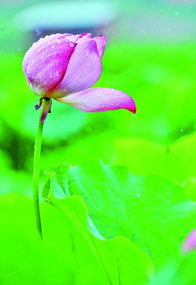 夏至：骄阳似火 生命蓬勃